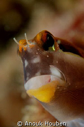 Teardrop blenny, Ecsenius lineatus. Picture taken on the ... by Anouk Houben 